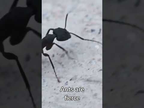 "The Secret Life of Ants: Exploring their Highly Organized Societies and Environmental Impact"