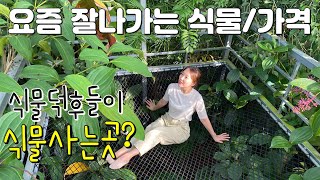 식물집사들의 성지에서 요즘 추천식물과 가격 소개 | 조인폴리아 화원 식물vlog