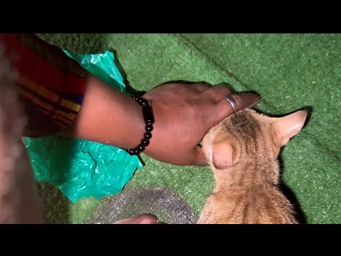 My Cat Pretending To Love Me Cause of Food | Brownie The Impatient Cat🤣 #cat #catvideos #catlover