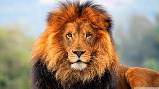 ARE YOU THE KING OF THE JUNGLE? [Animal General Knowledge Trivia Questions]