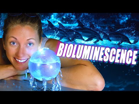 What If You Could Grow Bioluminescent Ocean Life at Home?