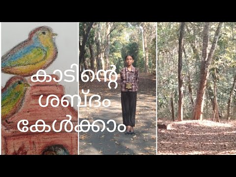 Bird watching #forestsounds #travelvlog #naturelovers #nilambur