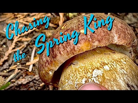 Chasing Spring King Boletes (Boletus rex-veris) in the PNW - Spring Mushroom Hunting & Edible Plants