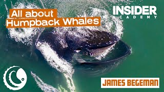 James Begeman - Humpback Whale Behavior