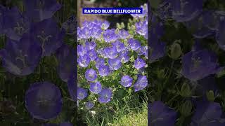 Best Baby Blue Flowers #blueflowers #flowers #shorts