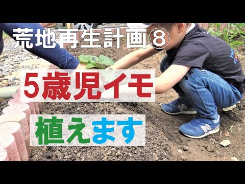 How to DIY Garden making My son loves sweet potatoes.I love my son.That's why I plant sweet potatoes