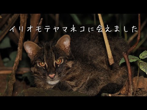 西表島でイリオモテヤマネコに会えました