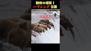 SNSで9億回バズった動物ハプニング動画9選！9Animal Happenings Videos That Got 900 Million Buzz on SNS!#犬#猫#動物#shorts