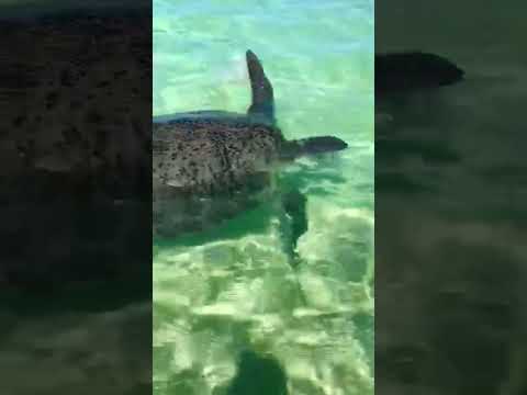 Turtles paradise (west Australia) #travel #livingthedream #travelvlog #traveling #wildlife