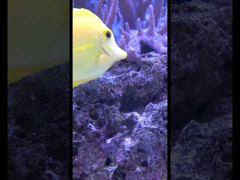 Beautiful  Yellow Tang Tropical Fish #fish #yellowtang #nature #underwater #sea #aquarium