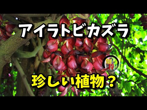 日本の珍しい植物 　◆知っ得◆雑学