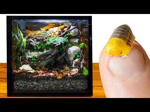 DIY Rubber Ducky Isopod Dripping Cave Vivarium