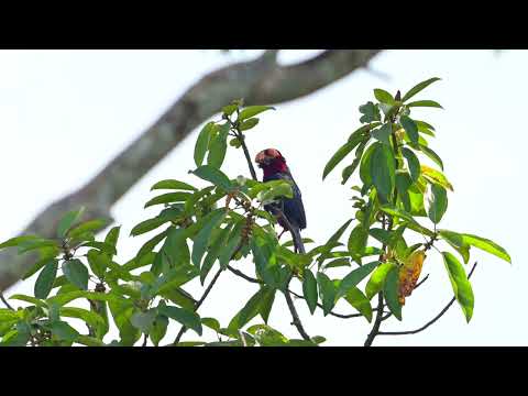 Bearded Barbet (Pogonornis dubius) - Kampanti (Gambia) 19-11-2024