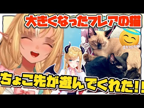 すっかり大きくなったフレアの猫ちゃん、ちょこ先に遊んでもらう【不知火フレア/ホロライブ/切り抜き】