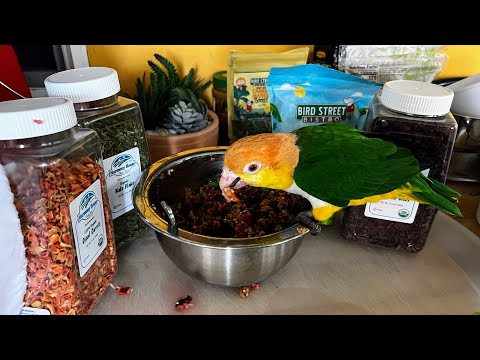 What I Feed All My Parrots (Dinner Routine)