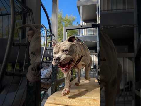 Daily Pup Run Pt 4 #fyp #americanbully #shortsviral  #dogtreadmill #shortsviral #viralvideo