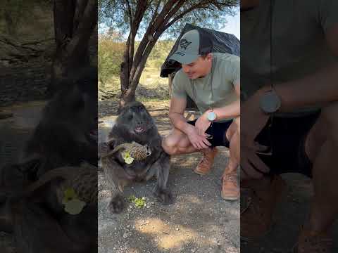 a BABOON and MEERKAT cuddle! 🥰🤗