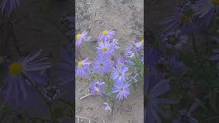 Sea aster#flowers#plants#wildflowers#nmtrue