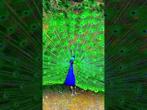 "The Majestic Beauty of the Peacock" #junglelife #facts #junglewildlife