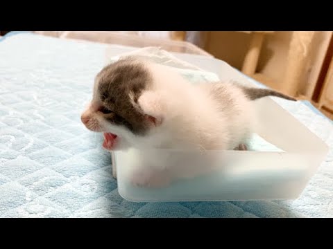 赤ちゃん猫の体重測定でハプニング