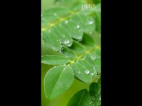 MORINGA- KEY INGREDIENT-PRO GLYCOLIC.mp4