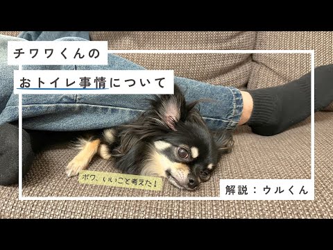 チワワくんのおトイレ事情🐶