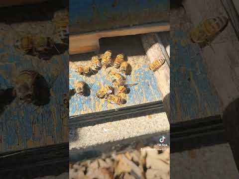 Bees of the day! #bee #asmr