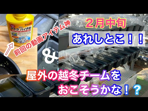 前回のアイテム神‼️越冬チームも起こしていこうかな？！