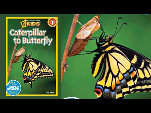 Caterpillar to butterfly national geographic | Science read aloud