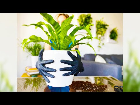 Re-potting Fern Plant Into Lechuza Self-watering Planter - Green Moments With Juliette Ep #10