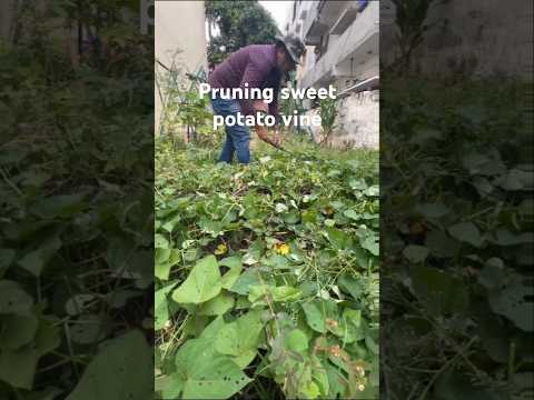 Pruning sweet potato vine shoots (S-061) #shorts #youtubeshorts #garden #plants #nature #care