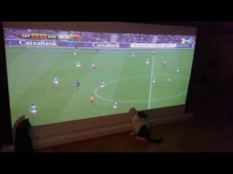 Cats and Football - Gatos y futbol