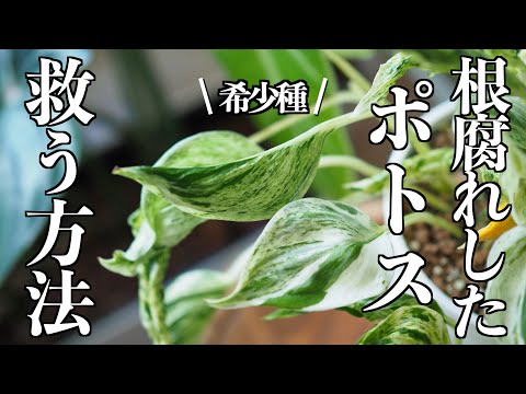 【観葉植物】根腐れから救済する方法｜希少なポトス・テルノ ラブソング