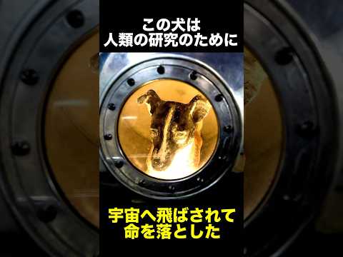 世界で初めて人工衛星に乗って宇宙へ行った犬　　　　　#歴史 #怖い話 #犬 #宇宙