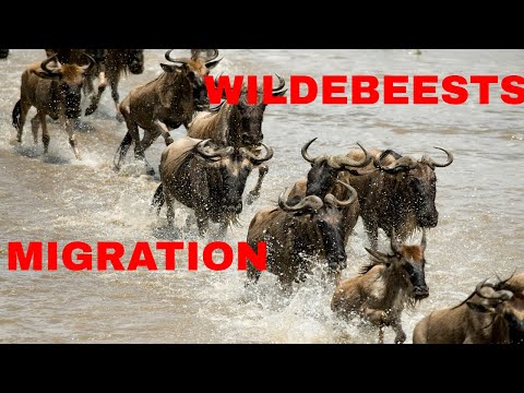 THE WILDEBEESTS GREAT MIGRATION- CHAOTIC WILDEBEESTS MAISA MARA RIVER CROSSING