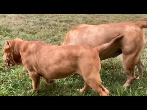 The most beautiful unique color Pitbull in the world. Mom CLONES herself with this pup