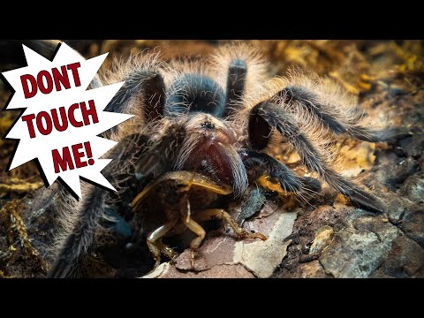 Rehousing my tarantula didn't go as smoothly as i'd hoped [REHOUSE]