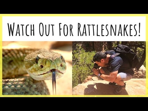 How to Deal with Rattlesnakes | 10 Tips to Avoid an Encounter & Survive If You’re Bitten