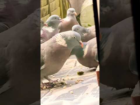 Too many Hungry Birds!!! 🦅 🕊️🕊️🤤#shortsvideo #hungrybird #birds #pigeon