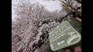 韓國大川橋|鎮海余佐川櫻花道 Korea