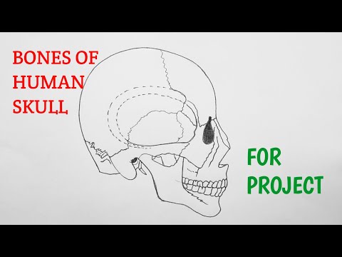 How to draw bones of human skull | Drawing of Human skull for project