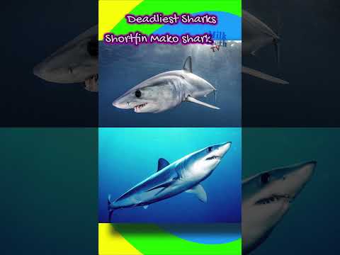 Types of Sharks | List of Deadly Sharks | Deep Sea Ocean Sharks