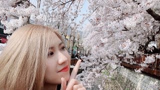 Follow me to Jinhae!진해군항제 벚꽃 🌸韓國超夢幻鎮海余佐川櫻花慶典🌸～免費接駁巴士路線～好吃好玩推薦！