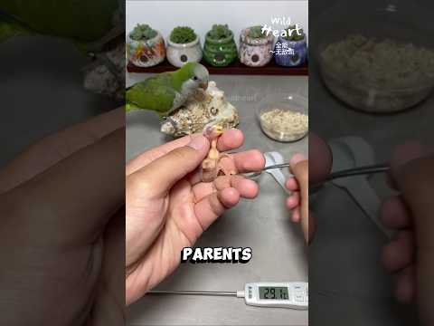 How to Hand-Feed a Newborn Parrot