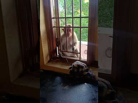 #monkey #funny #comedy #animals #funnymonkey #shortvideo