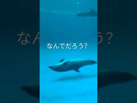 可愛いイルカに対しての疑問　#イルカ #疑問#可愛い#癒し#水族館