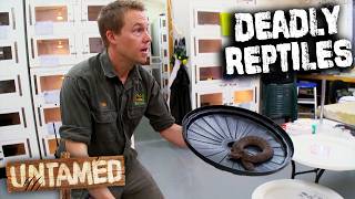 Meet the DEADLIEST REPTILES! | Untamed