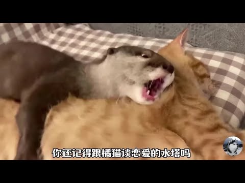 水獭爱上无情的橘猫，被甩后整天哭哭啼啼，主人太卑微了啊