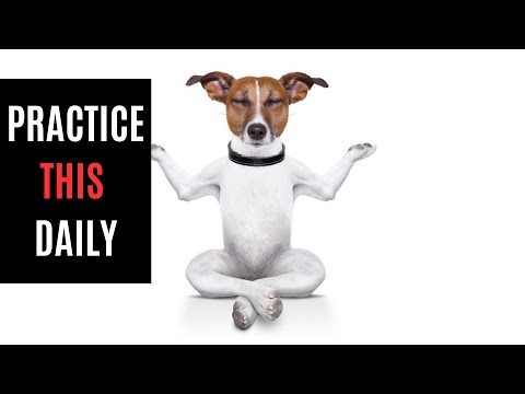 Mindfulness Tips Pets Teach (You Can’t Ignore)