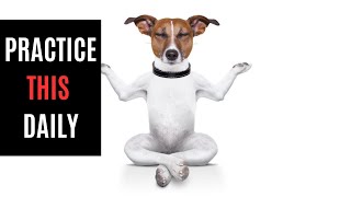 Mindfulness Tips Pets Teach (You Can’t Ignore)